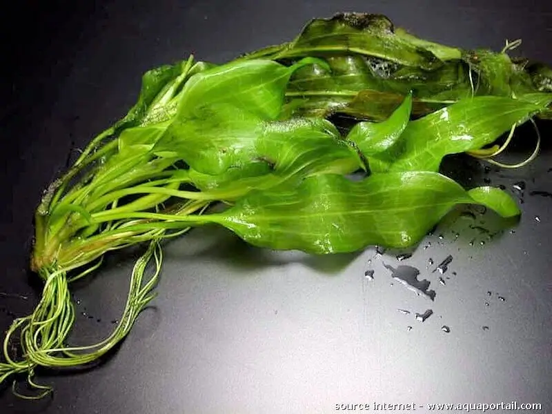 Tình yêu cây cỏ ĐV2 - Page 48 Ottelia-brasiliensis