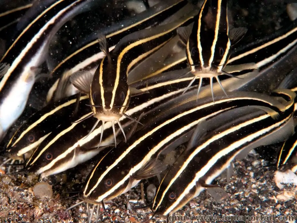 Plotosus Lineatus Balibot Rayé Poisson Chat De Mer Rayé