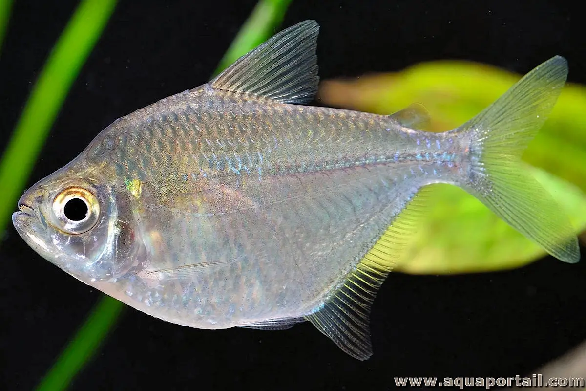 espèce Poptella compressa