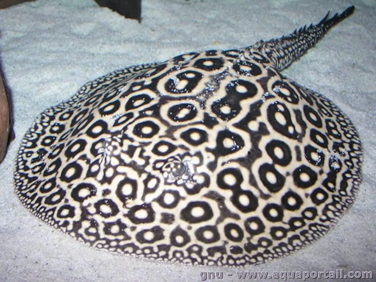 Potamotrygon sp pearl (raie perlée) — free download