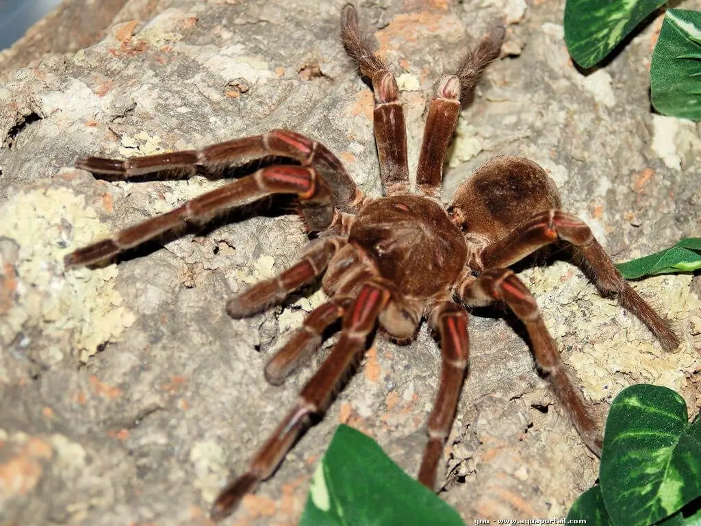 Theraphosa Blondi Araign e Goliath Mygale De Leblond 