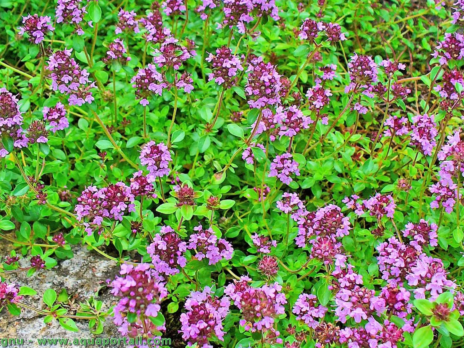Thymus Serpyllum Pflege Thymus Serpyllum Atropurpureus JFFA Thymus Serpyllum Pflege Thymus Serpyllum Atropurpureus JFFA