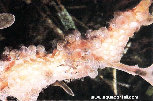 Phycodurus Eques Dragon De Mer Sa Reproduction En 13 Photos