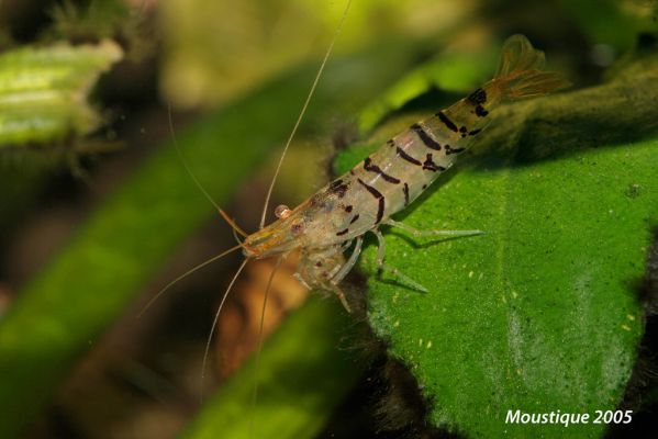 Caridina cantonensis var tiger