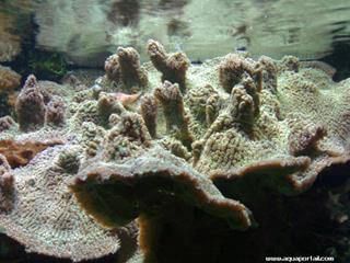 Oxycirrhites typus
