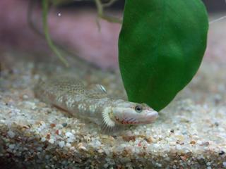 Rhinogobius duospilus en un acuario
