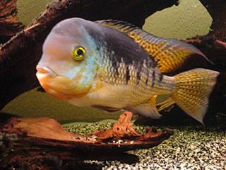 cclido Cichlasoma nicaraguense