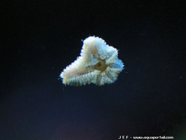 Etoile De Mer Type Asterina Que Penser De Leur Presence