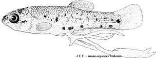 Juvnile Ameca splendens