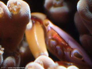 Crabe Trapezia dans Acropora efflorecens