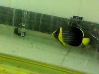 Juvenil de Chaetodontoplus septentrionalis en acuario