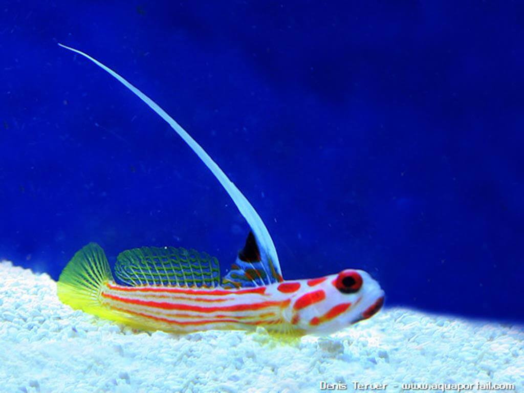 Stonogobiops yasha Stonogobiops yasha