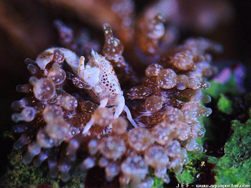 Entacmaea quadricolor avec Neopetrolisthes oshimai Entacmaea quadricolor avec Neopetrolisthes oshimai
