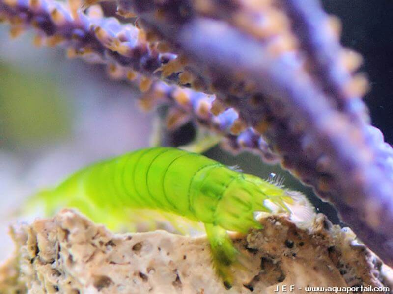 Gonodactylaceus falcatus Gonodactylaceus falcatus