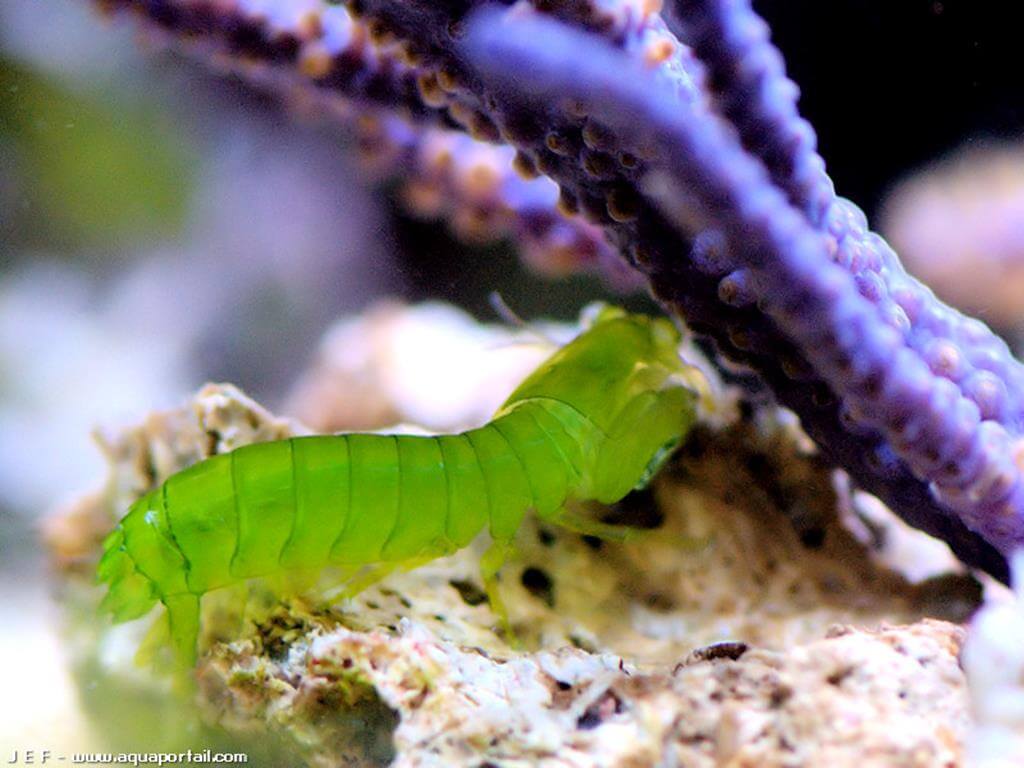 Gonodactylellus viridis Gonodactylellus viridis