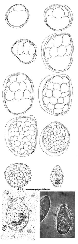 Dtails de Cryptocarion irritans