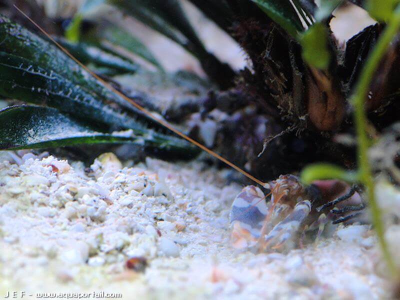 Alpheus bellulus Alpheus bellulus