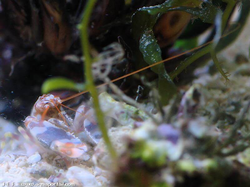 Alpheus bellulus Alpheus bellulus