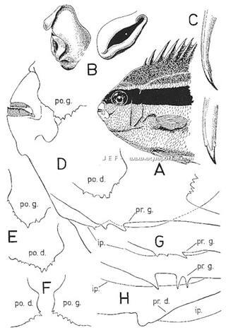 Caractres distinctifs d'Apolemichthys arcuatus