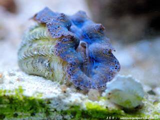 Tridacna crocea, forme bleue