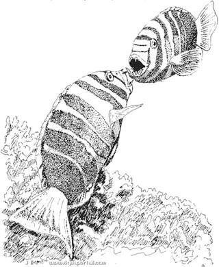 Choerodon fasciatus, dessin