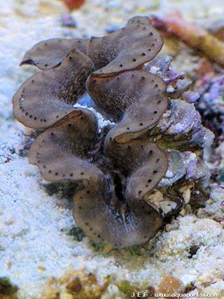 Tridacna maxima gold dor