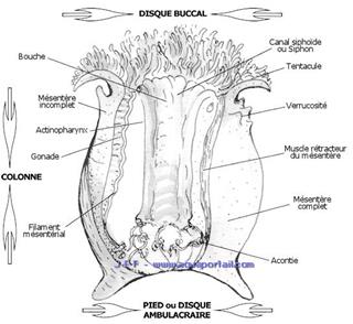 Anatomie d'une anmone de mer