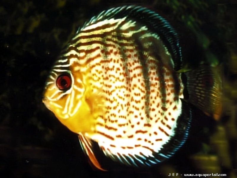 Symphysodon haraldi Symphysodon haraldi
