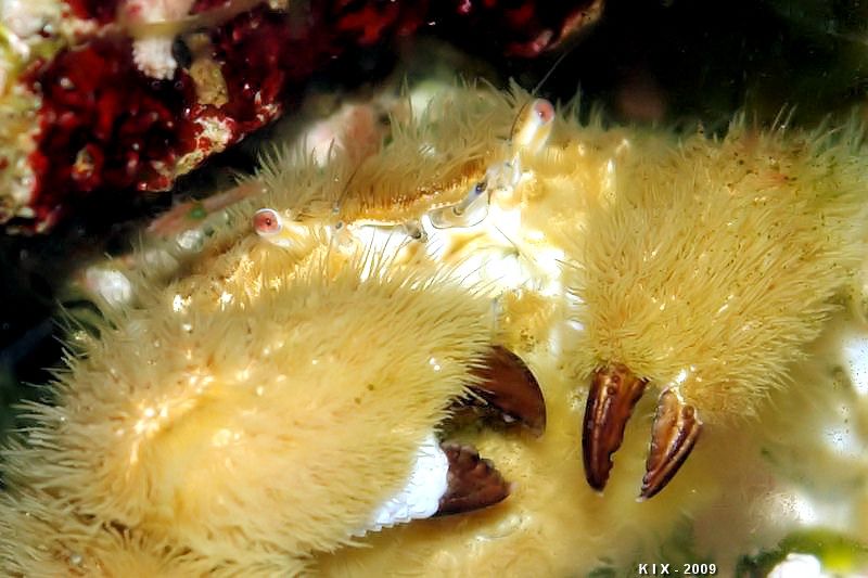 Pilumnus vespertilio