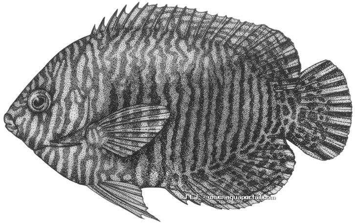 Centropyge potteri