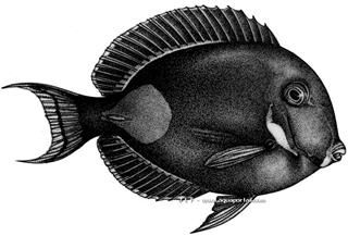 Dessin du poisson chirurgien d'Achille, Acanthurus achilles