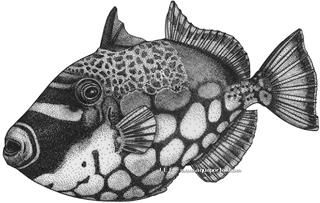 Balistoides conspicillum en dessin naturaliste
