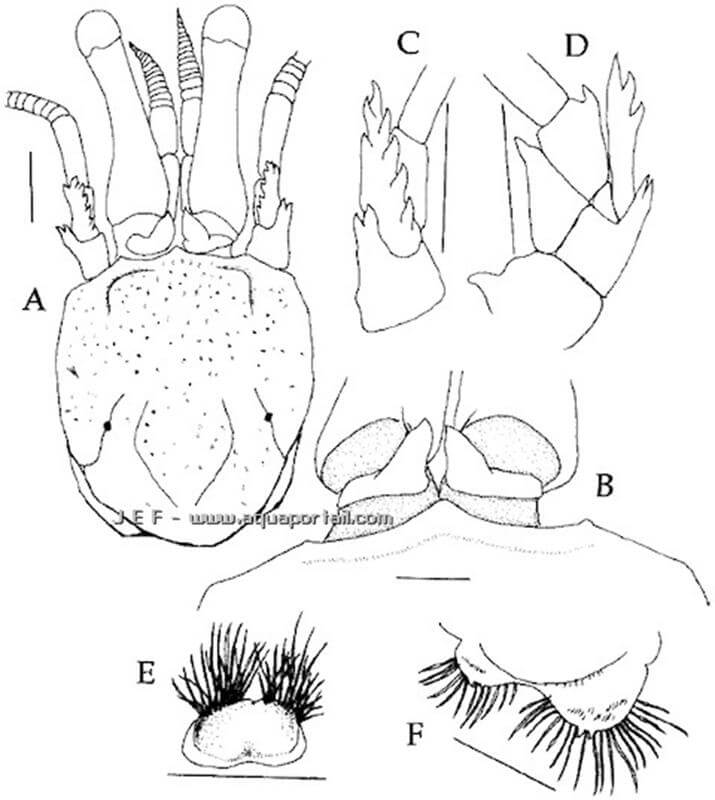 dessin de la tte de Calcinus elegans