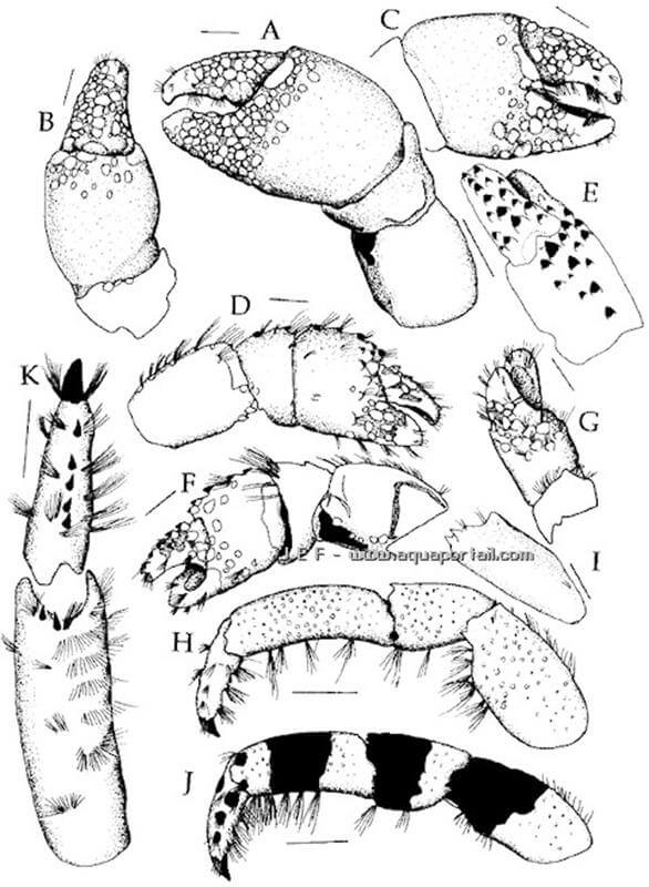 dtails des chlipdes de Calcinus elegans