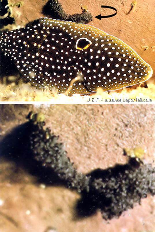 Ponte de <i>Calloplesiops altivelis</i> et mle surveillant la ponte