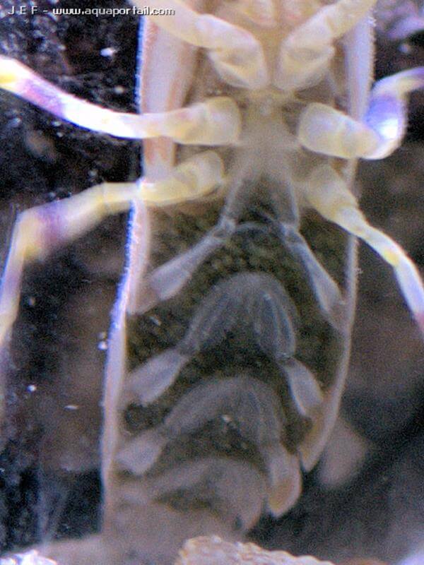 crevette Alpheus bellulus, reproduction en cours