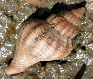Urosalpinx cinerea, un escargot perceur