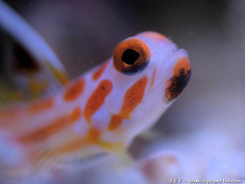 tête de Stonogobiops yasha