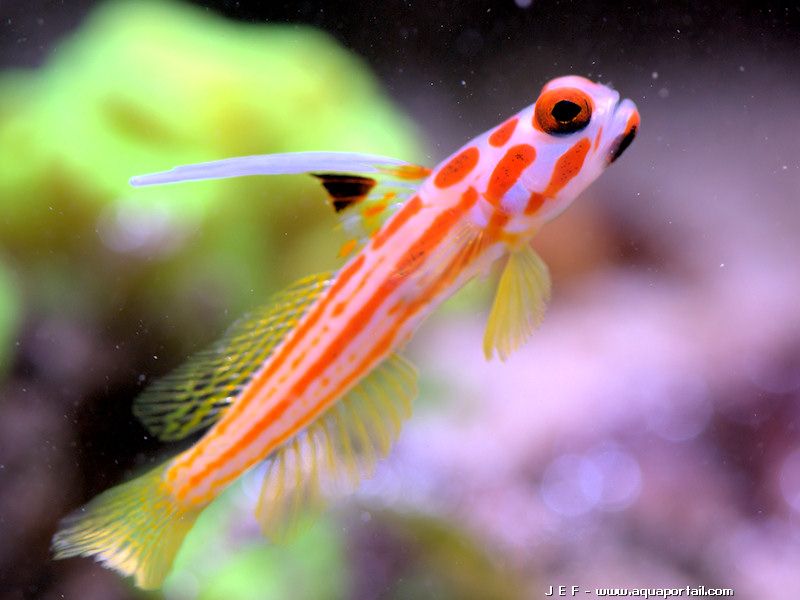 stonogobiops yasha mâle en pleine eau