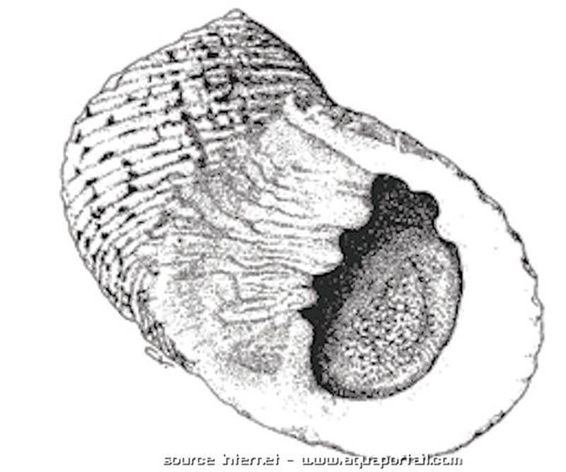 dessin noir et blanc de Nerita undata