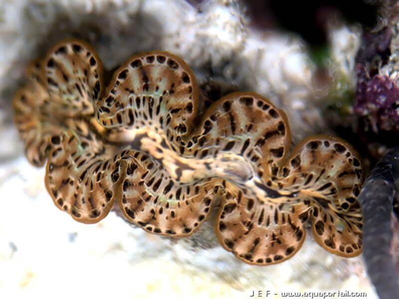 photo de Tridacna maxima marron