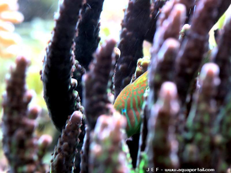 Gobiodon histrio dans une Acropora
