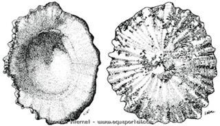 Dibujo de Scutellastra flexuosa (Patella flexuosa)