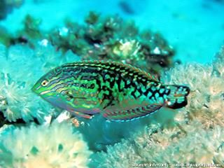 macho adulto de Macropharyngodon marisrubri