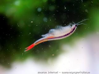 branchiopode