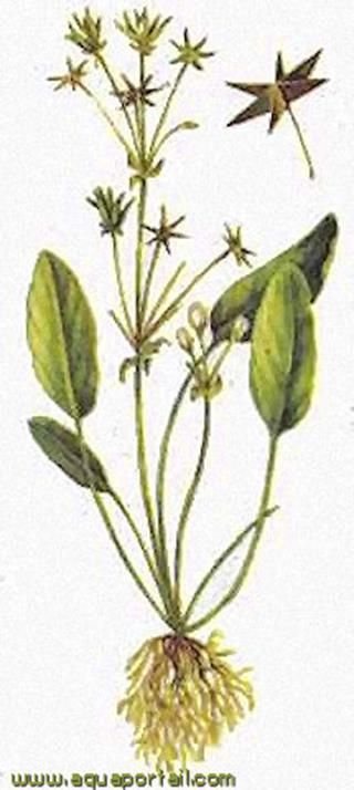 Dessin naturaliste de Damasonium alisma sp. alisma