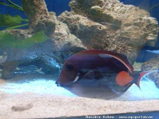 Acanthurus achilles, Chirurgien d'Achille