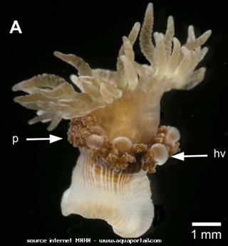 Anmona Triactis producta cerca de Bunodeopsis australis 