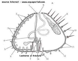 La lanterne d'Aristote d'un oursin