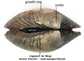 ligament de Hinge